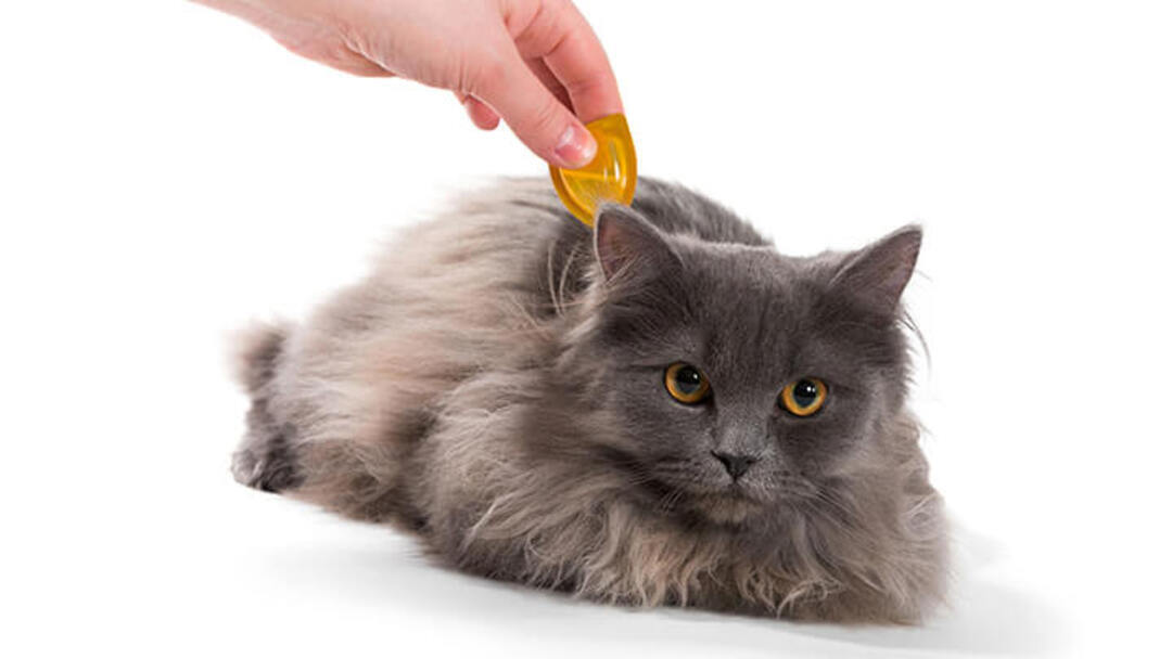 Les puces chez le chat symptômes et traitement Purina
